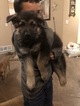 Small Photo #3 German Shepherd Dog Puppy For Sale in FALCON, CO, USA