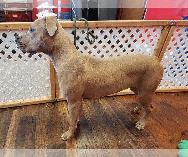 Medium Photo #8 American Pit Bull Terrier-Bulldog Mix Puppy For Sale in Dallas, TX, USA