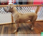 Small #7 American Pit Bull Terrier-Bulldog Mix