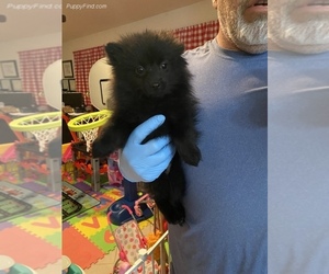 Pomeranian Puppy for sale in SIERRA VISTA, AZ, USA