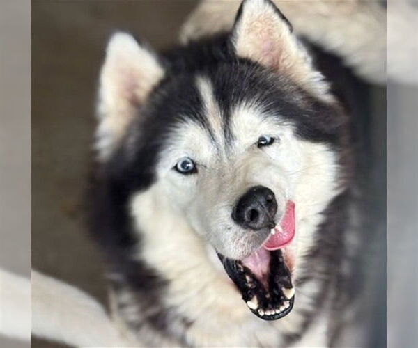 Medium Photo #2 Siberian Husky Puppy For Sale in San Bernardino, CA, USA