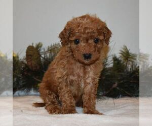 Goldendoodle-Poodle (Miniature) Mix Puppy for sale in NEWPORT, PA, USA