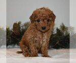 Small Photo #1 Goldendoodle-Poodle (Miniature) Mix Puppy For Sale in NEWPORT, PA, USA