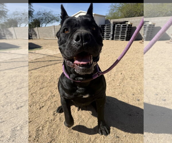 Medium Photo #6 Mutt Puppy For Sale in Goodyear, AZ, USA