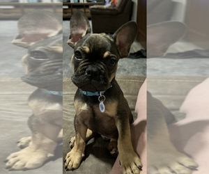 French Bulldog Puppy for sale in ELDON, MO, USA