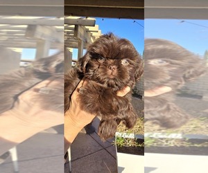 Shih Tzu Puppy for sale in VICTORVILLE, CA, USA