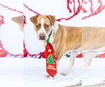 Small Border Collie-Pointer Mix