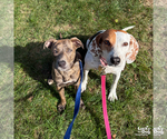 Small #9 Boxer Mix