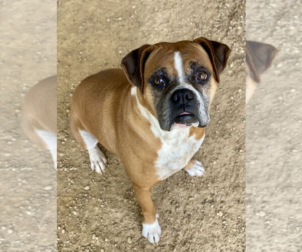 Medium Photo #8 Boxer Puppy For Sale in Austin, TX, USA