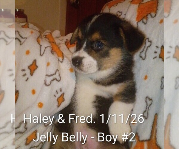 Medium Photo #2 Pembroke Welsh Corgi Puppy For Sale in OROVILLE, CA, USA