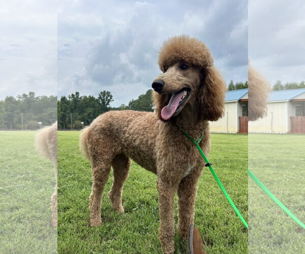 Medium Photo #2 Poodle (Standard) Puppy For Sale in Pacolet, SC, USA