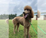 Small #1 Poodle (Standard)