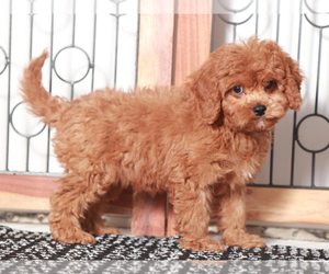 Cavapoo Puppy for sale in NAPLES, FL, USA