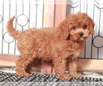 Small Cavapoo