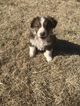 Small Photo #4 Australian Shepherd Puppy For Sale in SHALLOWATER, TX, USA
