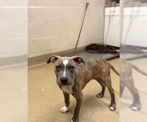 American Pit Bull Terrier Dogs for adoption in Santa Barbara, CA, USA