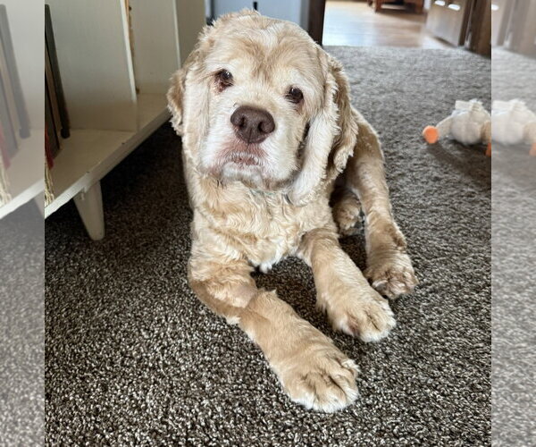 Medium Photo #8 Cocker Spaniel Puppy For Sale in Fargo, ND, USA