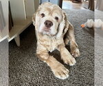 Small #7 Cocker Spaniel