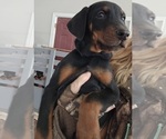 Small Photo #41 Doberman Pinscher Puppy For Sale in BEGGS, OK, USA