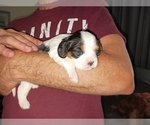 Puppy 1 Cavalier King Charles Spaniel