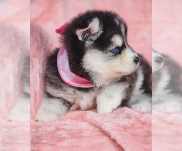 Medium Photo #7 Pomsky Puppy For Sale in PRINCETON, MN, USA