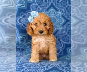 Cock-A-Poo Puppy for sale in CHRISTIANA, PA, USA