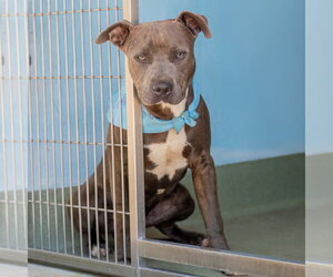 Mutt Dogs for adoption in Pasadena, CA, USA