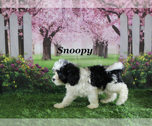 Cavapoo Puppy for sale in CHANUTE, KS, USA