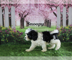 Image preview for Ad Listing. Nickname: Snoopy