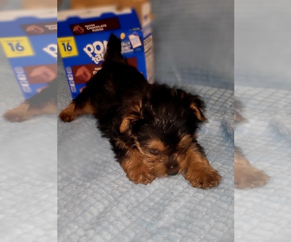 Medium Photo #129 Yorkshire Terrier Puppy For Sale in AKRON, OH, USA
