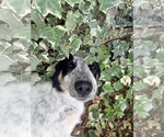 Small #4 Border Collie Mix