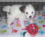 Small Photo #13 Papitese Puppy For Sale in ORO VALLEY, AZ, USA