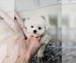 Bichon Frise Puppy for sale in Uijeongbu-si, Gyeonggi-do, Korea, South