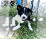 Small #2 Border Collie-Great Pyrenees Mix