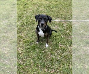 Black and Tan Coonhound-Catahoula Leopard Dog Mix Dogs for adoption in Vero Beach, FL, USA