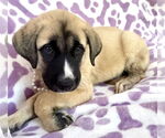Small #1 Mutt