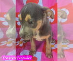 Small #1 Catahoula Leopard Dog-Labrador Retriever Mix