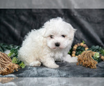 Small #2 Maltese