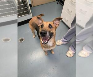 Medium Collie-German Shepherd Dog Mix