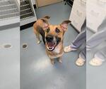 Small Collie-German Shepherd Dog Mix
