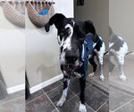 Small Great Dane