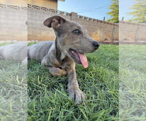 Strawberry SHortcake - Female German Shepherd Dog-Unknown Mix Dog for Adoption - Photo #2