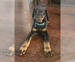 Small Photo #2 Doberman Pinscher Puppy For Sale in HOUSTON, TX, USA