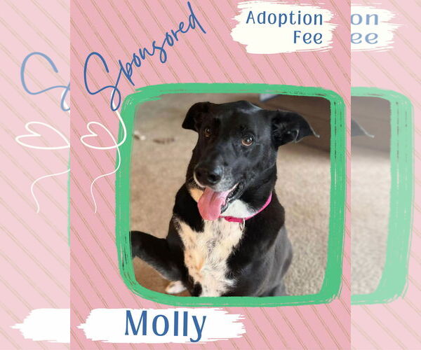 Medium Photo #2 Labrador Retriever-Unknown Mix Puppy For Sale in New London, WI, USA