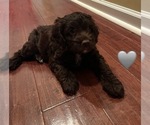 Small #2 Cockapoo