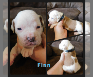 Olde English Bulldogge Puppy for sale in WHEELER, MI, USA