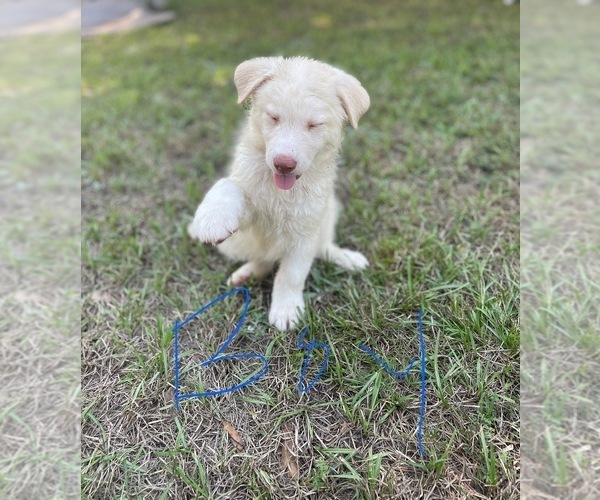 Medium Photo #30 Siberian Husky Puppy For Sale in HILLISTER, TX, USA