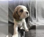 Small Photo #3 Cocker Spaniel Puppy For Sale in BEAVER, PA, USA