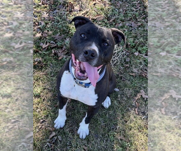 Medium Photo #8 Bullboxer Pit Puppy For Sale in Bolivar, MO, USA