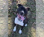 Small #7 Bullboxer Pit
